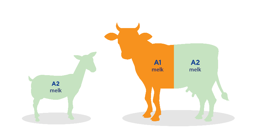 A2 melk