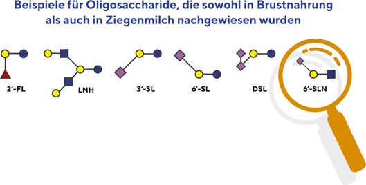 Beispiele für Oligosaccharide